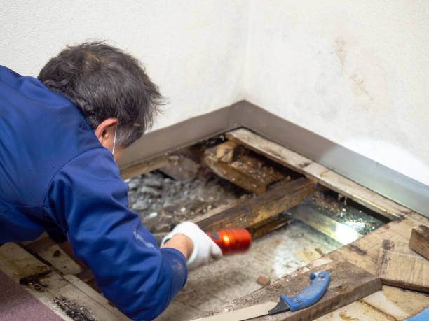 Best Mold Removal Specialists  in Pine Prairie, LA