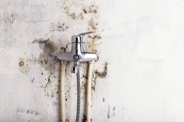 Best Office Mold Removal Services  in Pine Prairie, LA