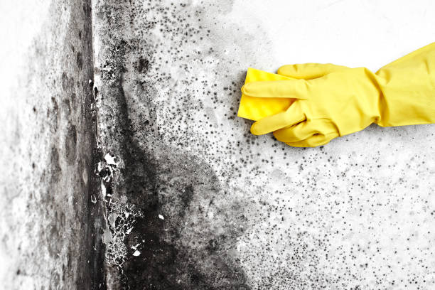 Best Mold Testing  in Pine Prairie, LA