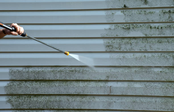 Professional Mold Removal in Pine Prairie, LA