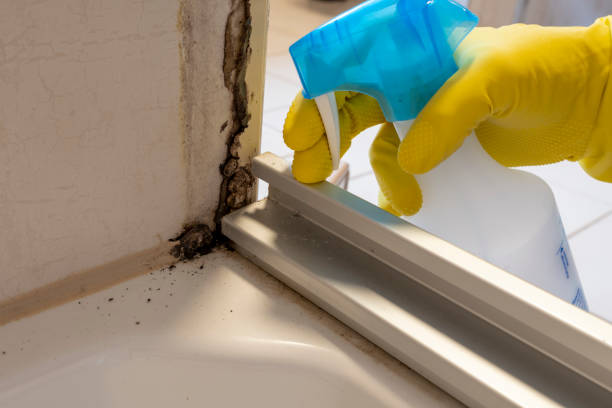 Best Residential Mold Removal  in Pine Prairie, LA