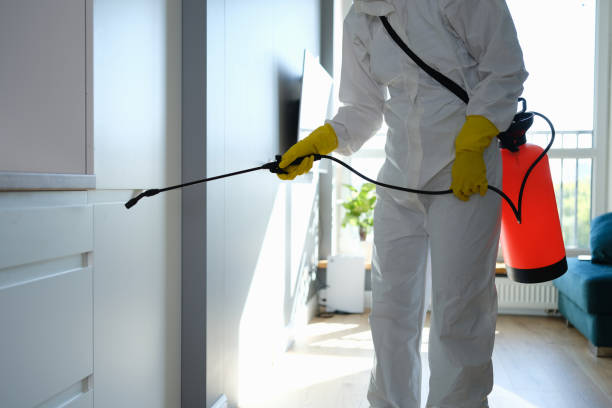 Best Mold Damage Repair  in Pine Prairie, LA