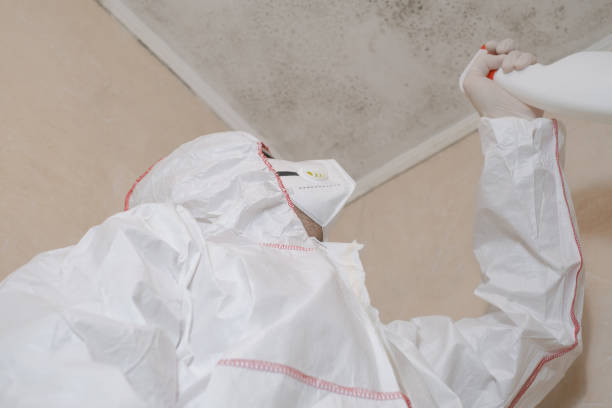 Best Best Mold Removal Companies  in Pine Prairie, LA