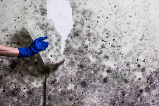 Mold Testing and Removal in Pine Prairie, LA
