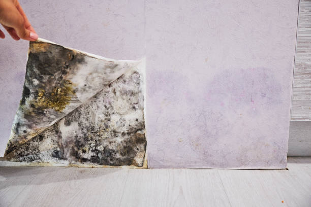 Best Attic Mold Removal  in Pine Prairie, LA
